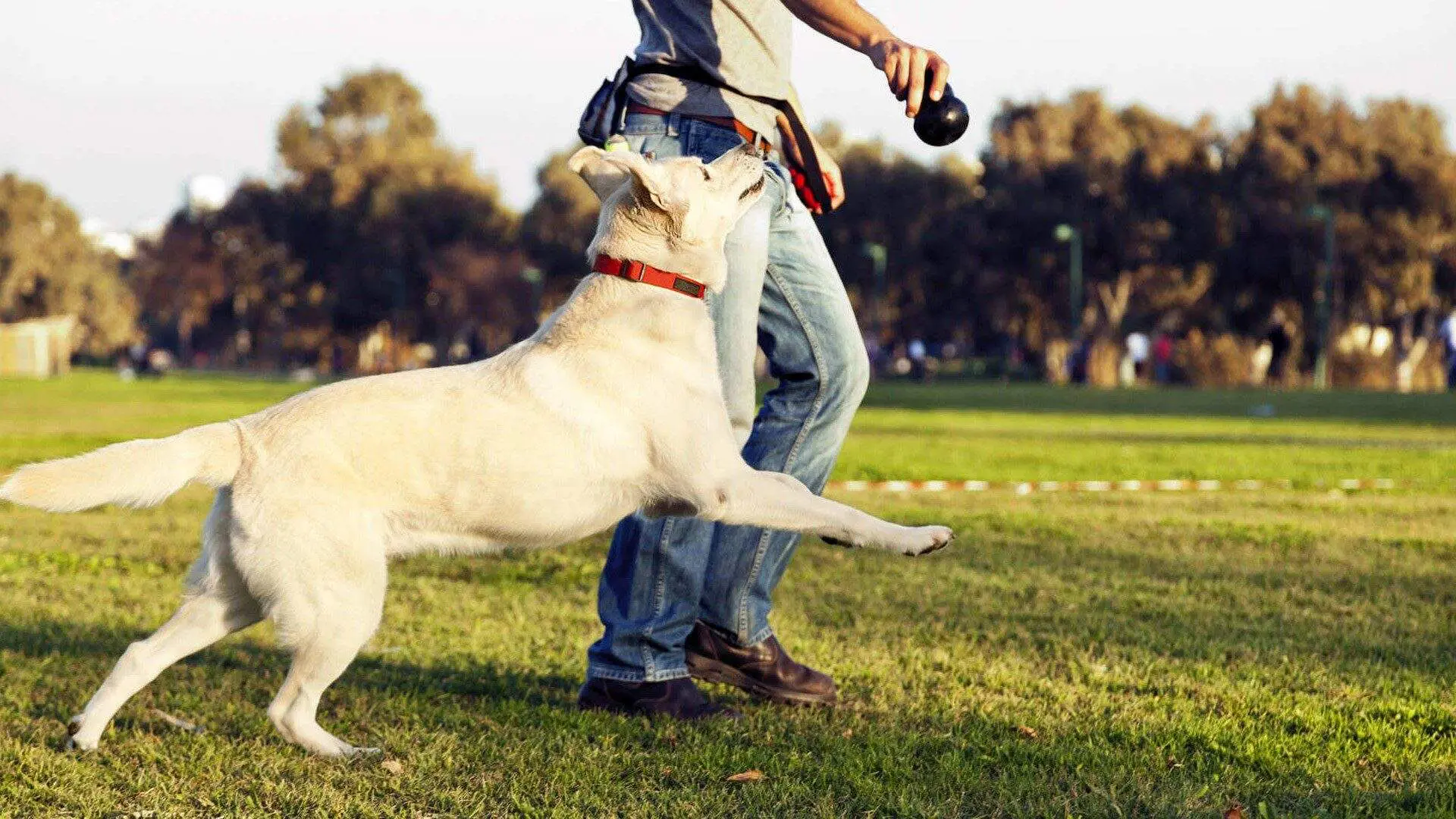 How to Train Your Dog for Lasting Results